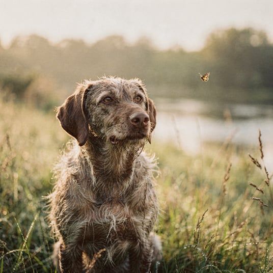 Slovak Rough Haired Pointer
