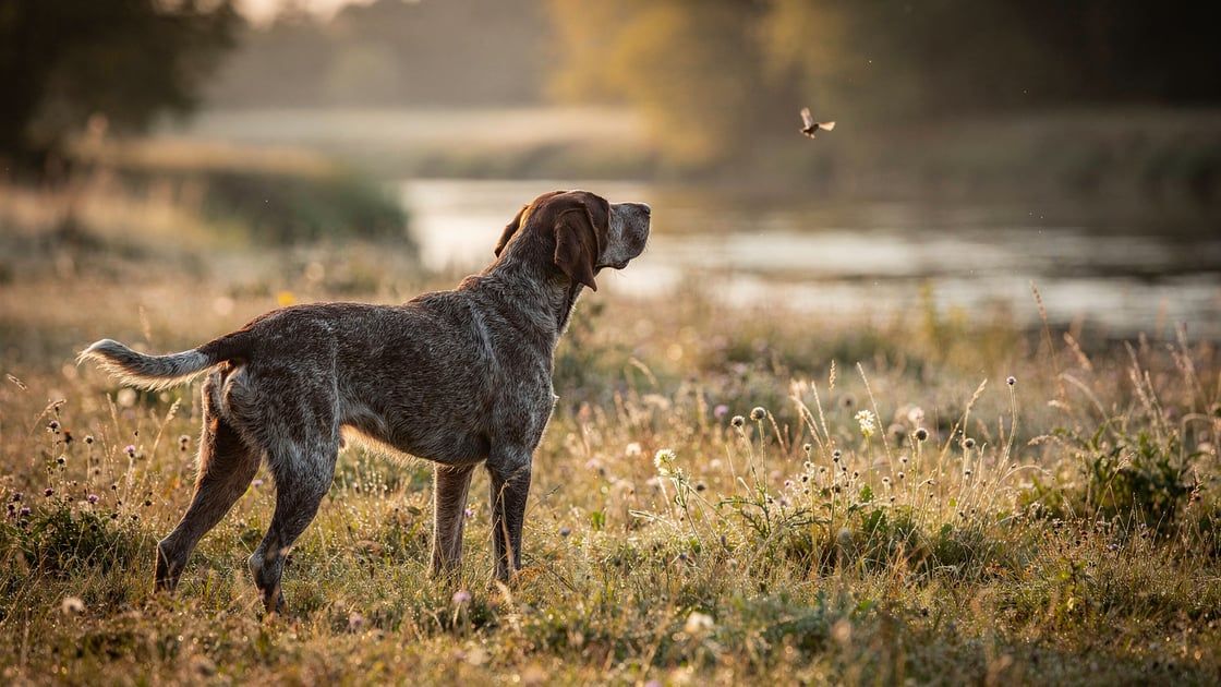 Slovak Rough Haired Pointer - vet costs and insurance