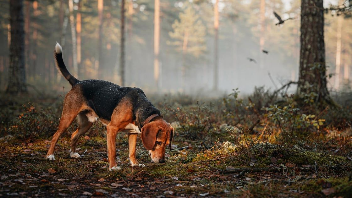 Smaland Hound - vet costs and insurance
