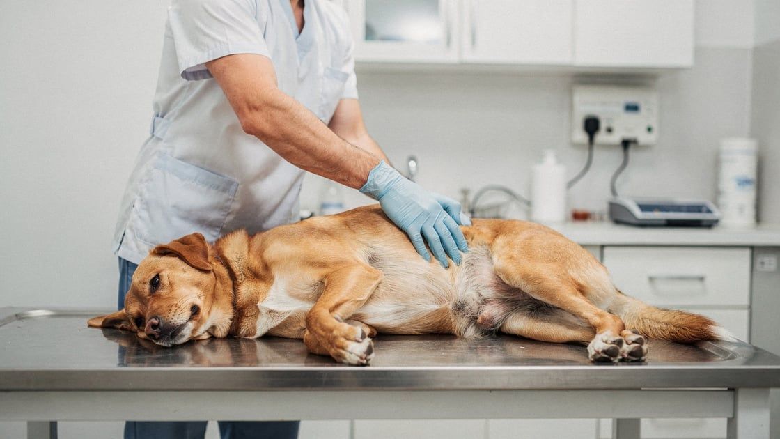 Staph Infection - vet costs and insurance