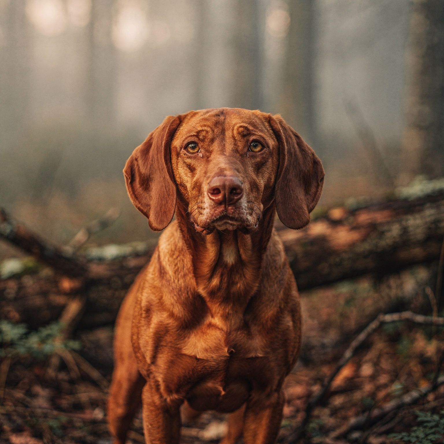 Styrian Hound