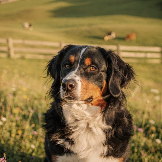 Swiss Hound Bernese