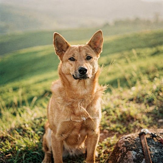 Taiwan Dog