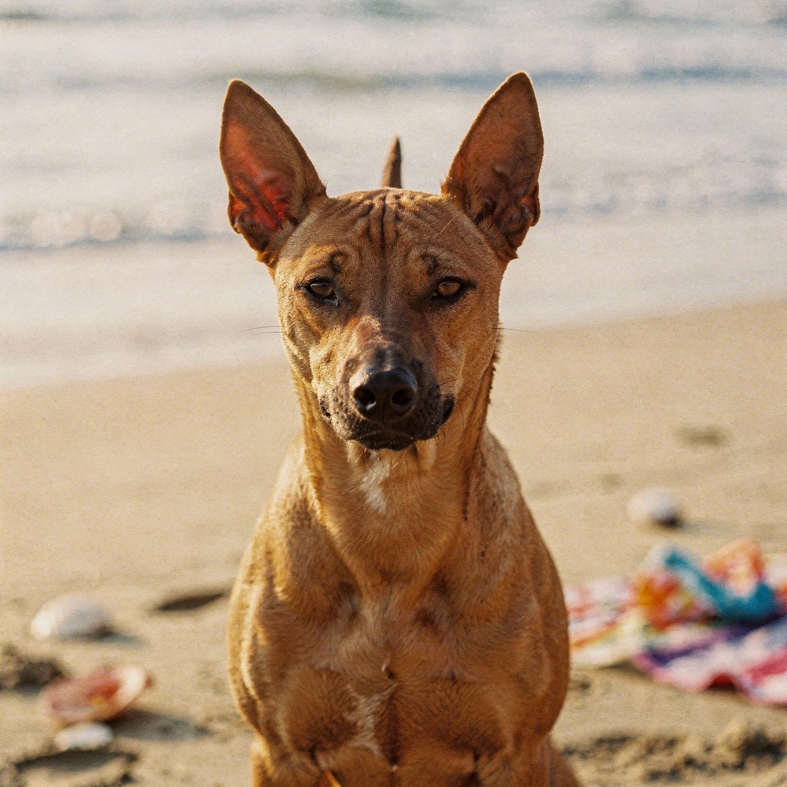 Thai Ridgeback