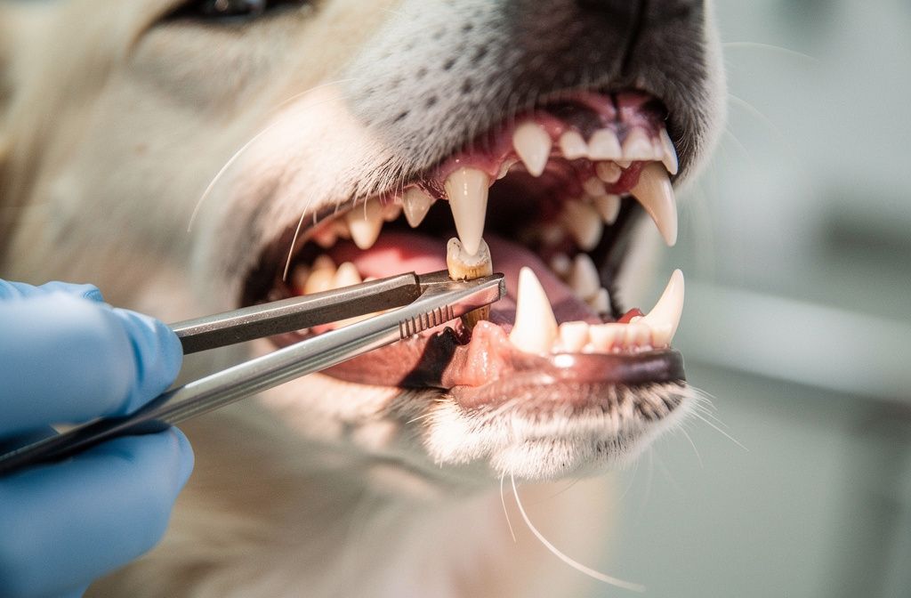 Tooth Extraction - vet costs and insurance