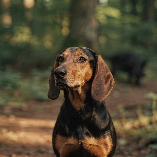 Transylvanian Hound