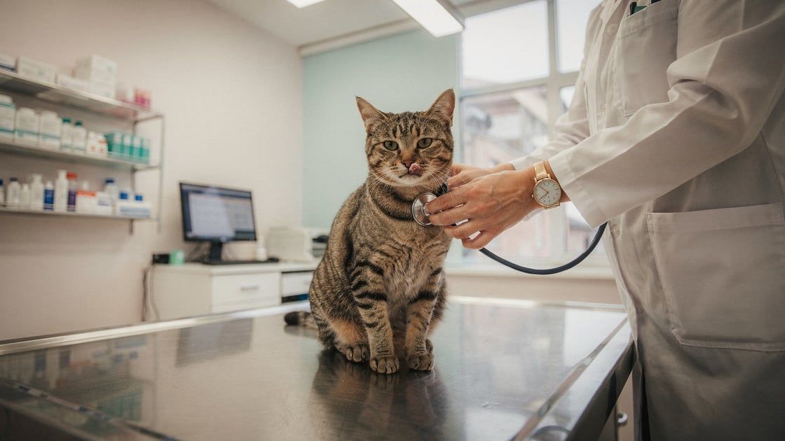 Upper Respiratory Infection - vet costs and insurance