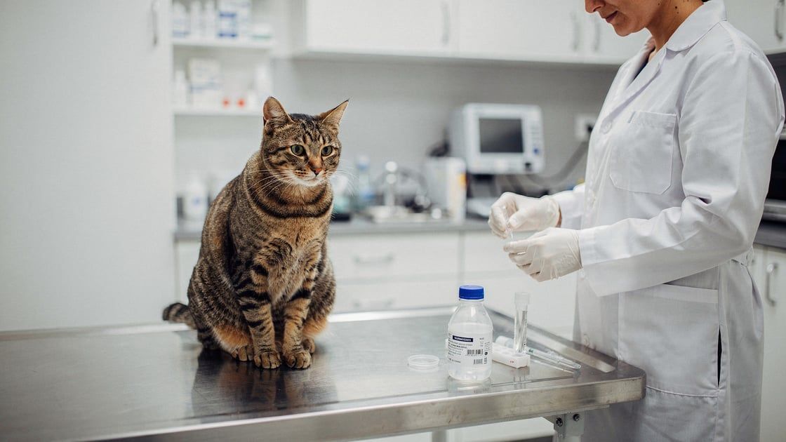 Urinary Tract Infection - vet costs and insurance