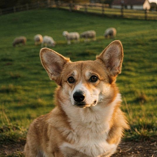Welsh Corgi Pembroke