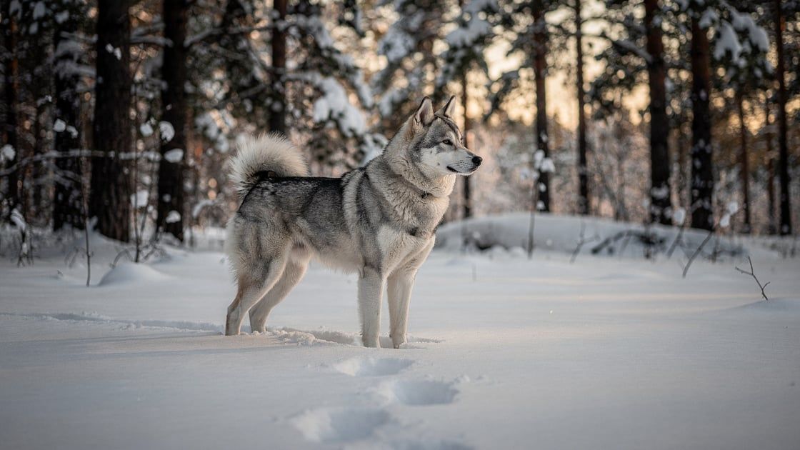 West Siberian Laika - vet costs and insurance