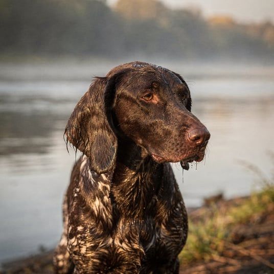 Wetterhound