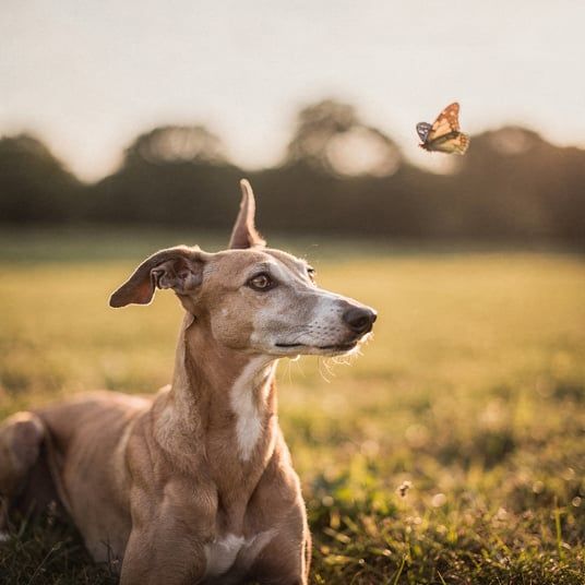 Whippet