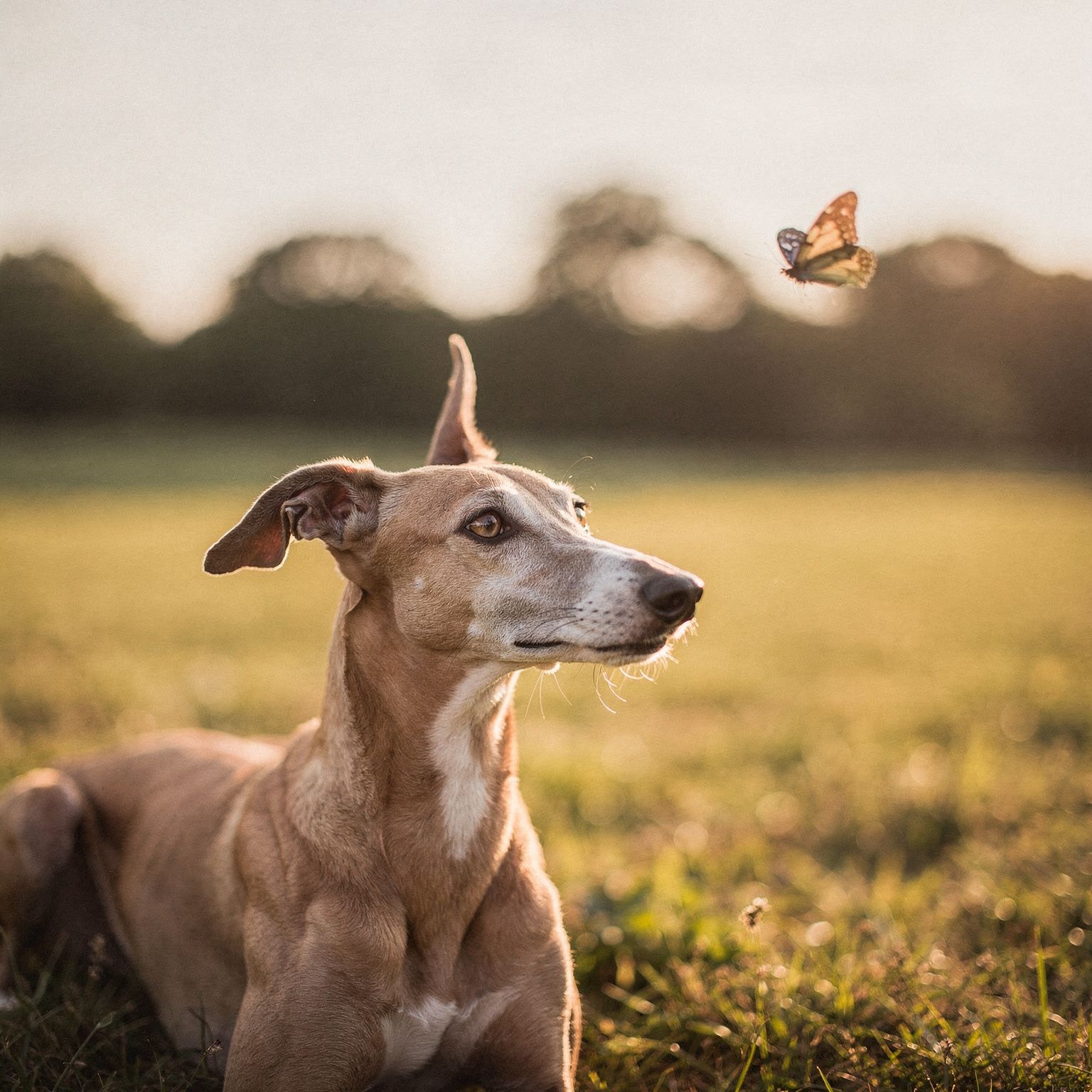 Whippet