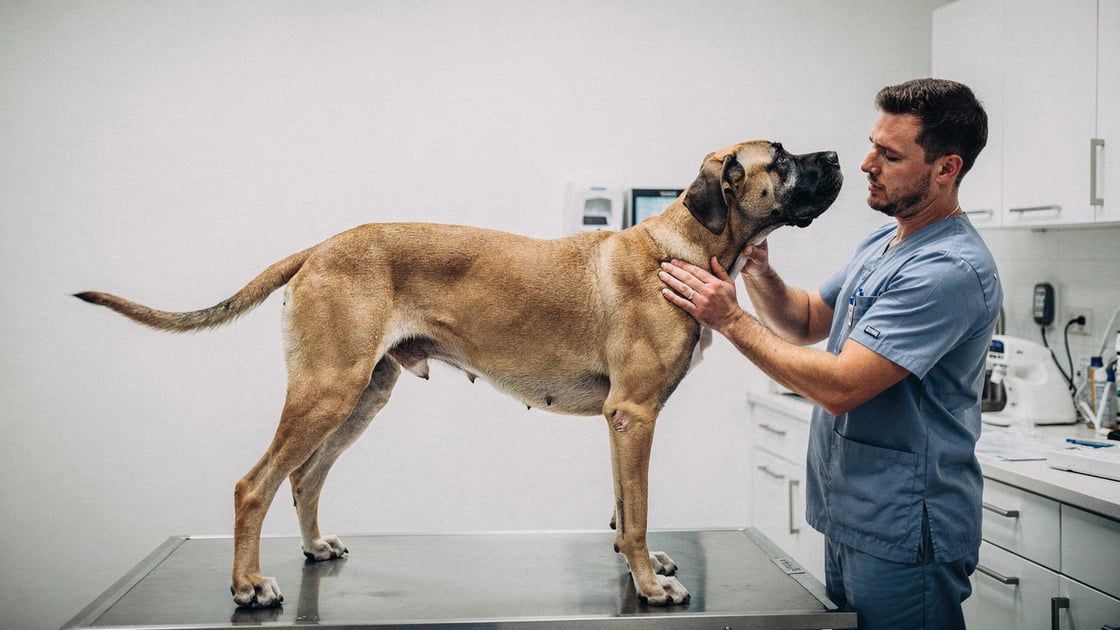Wobbler Syndrome - vet costs and insurance