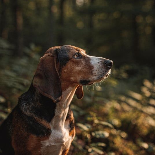 Yugoslavian Tricolor Hound
